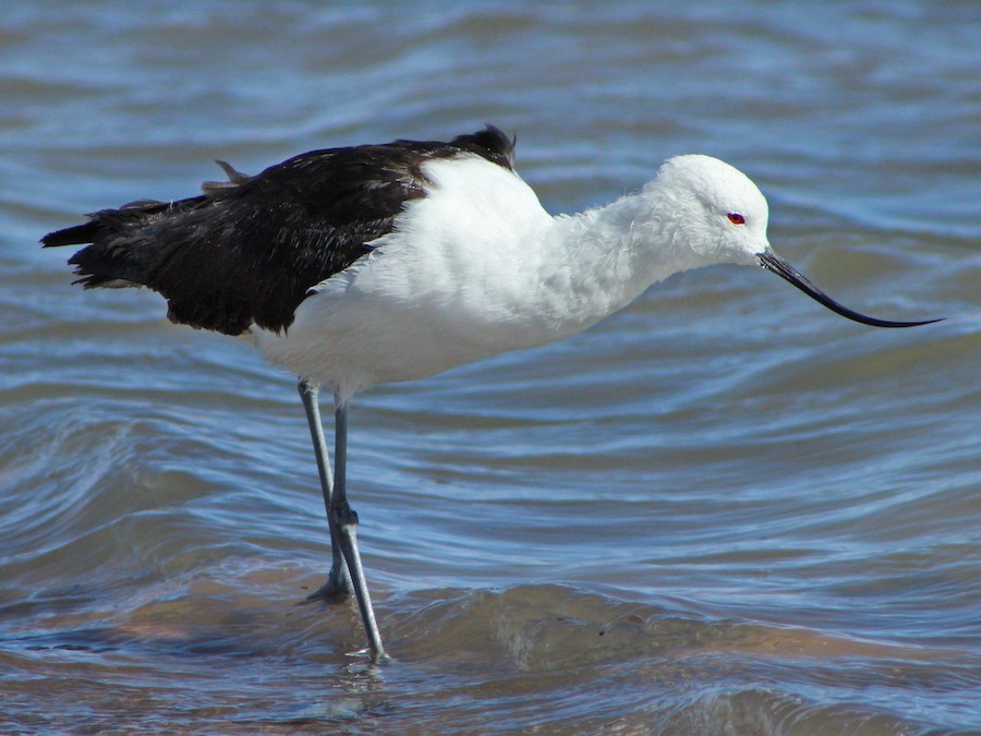 Ibis de la Puna