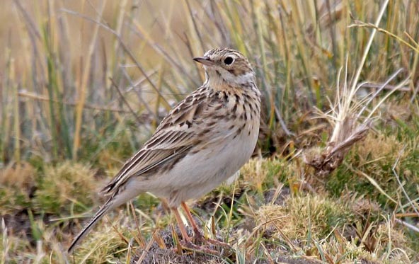 Anthus furcatus