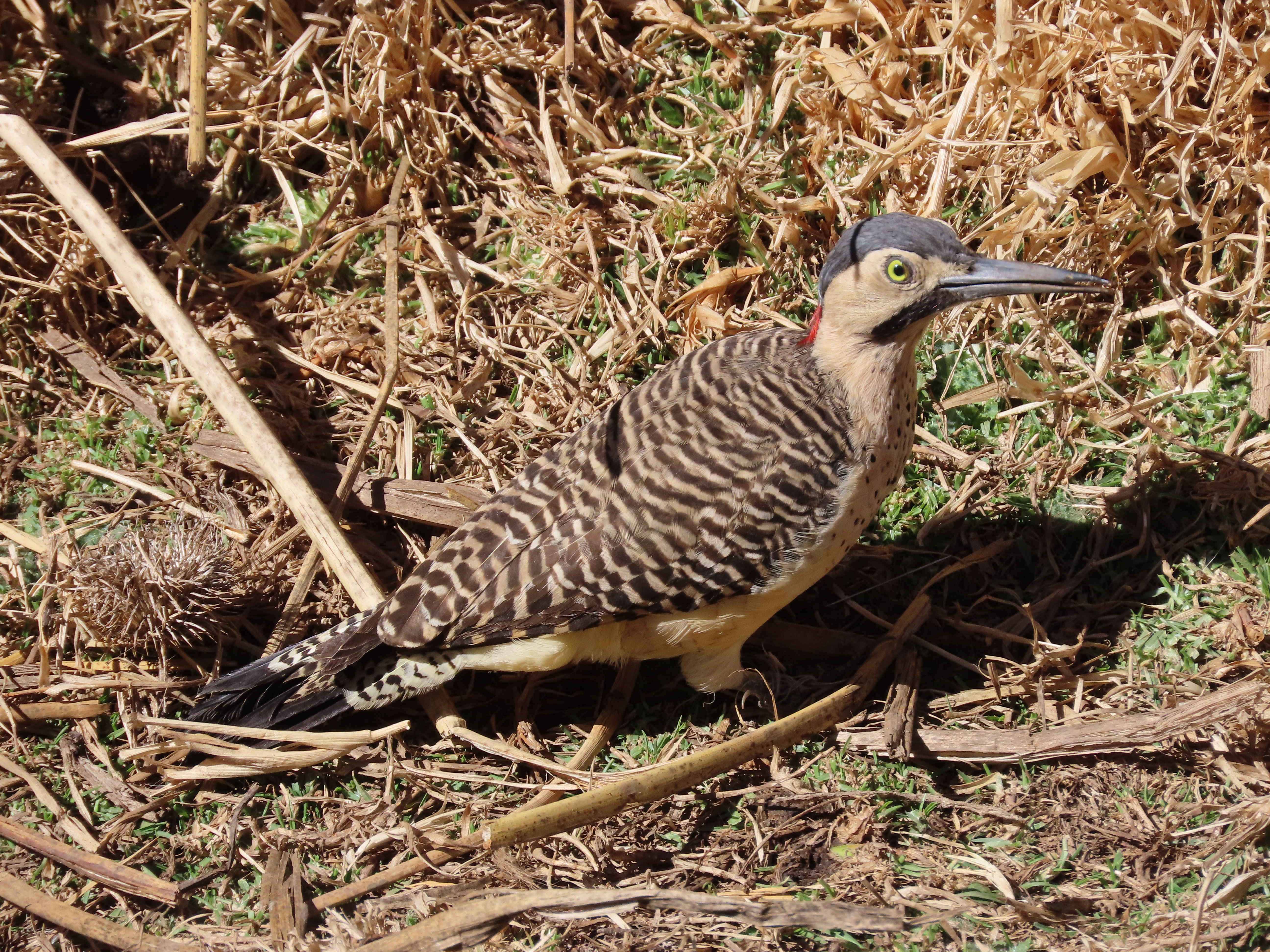 Águila Real