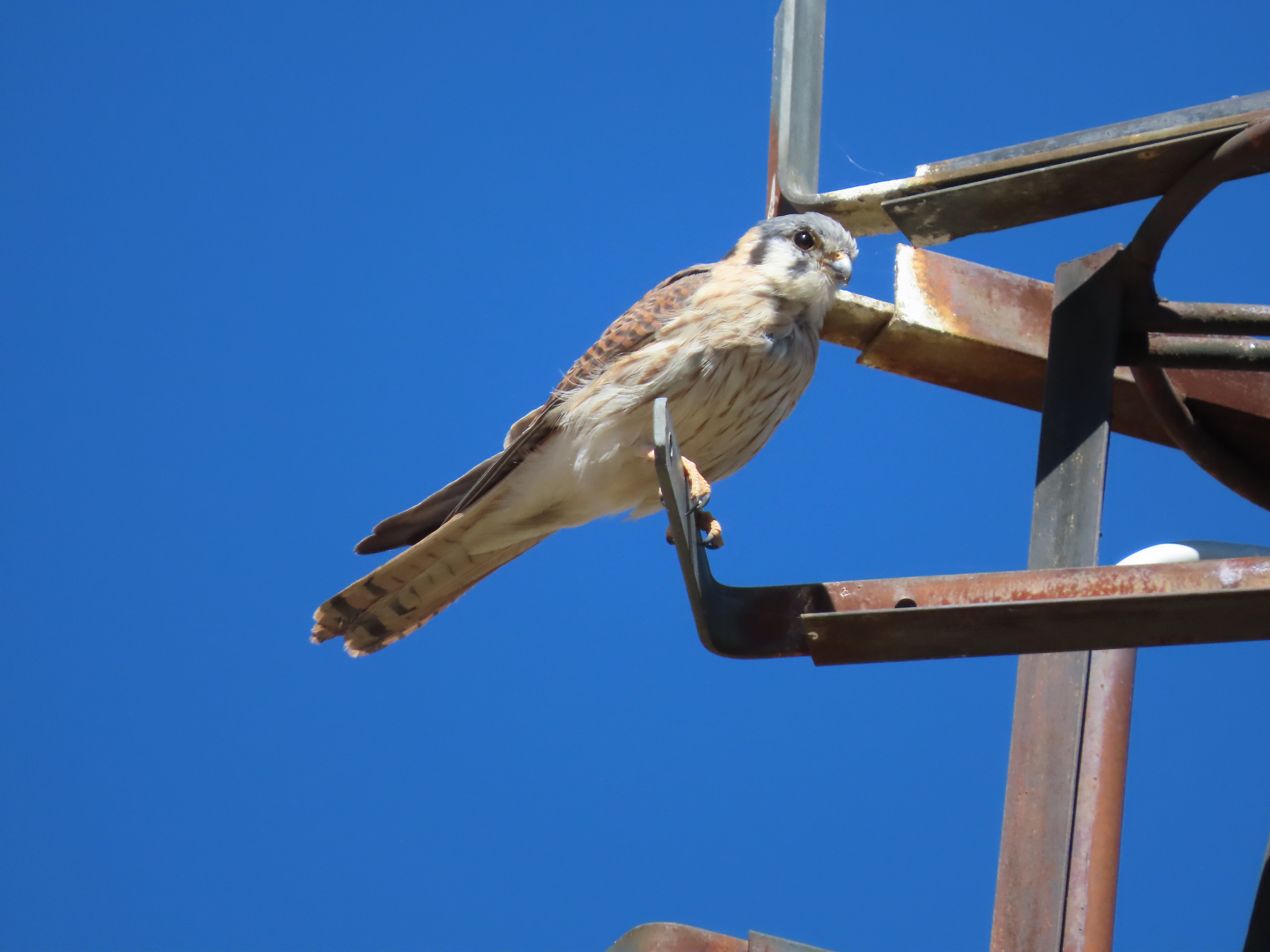 Falco sparverius