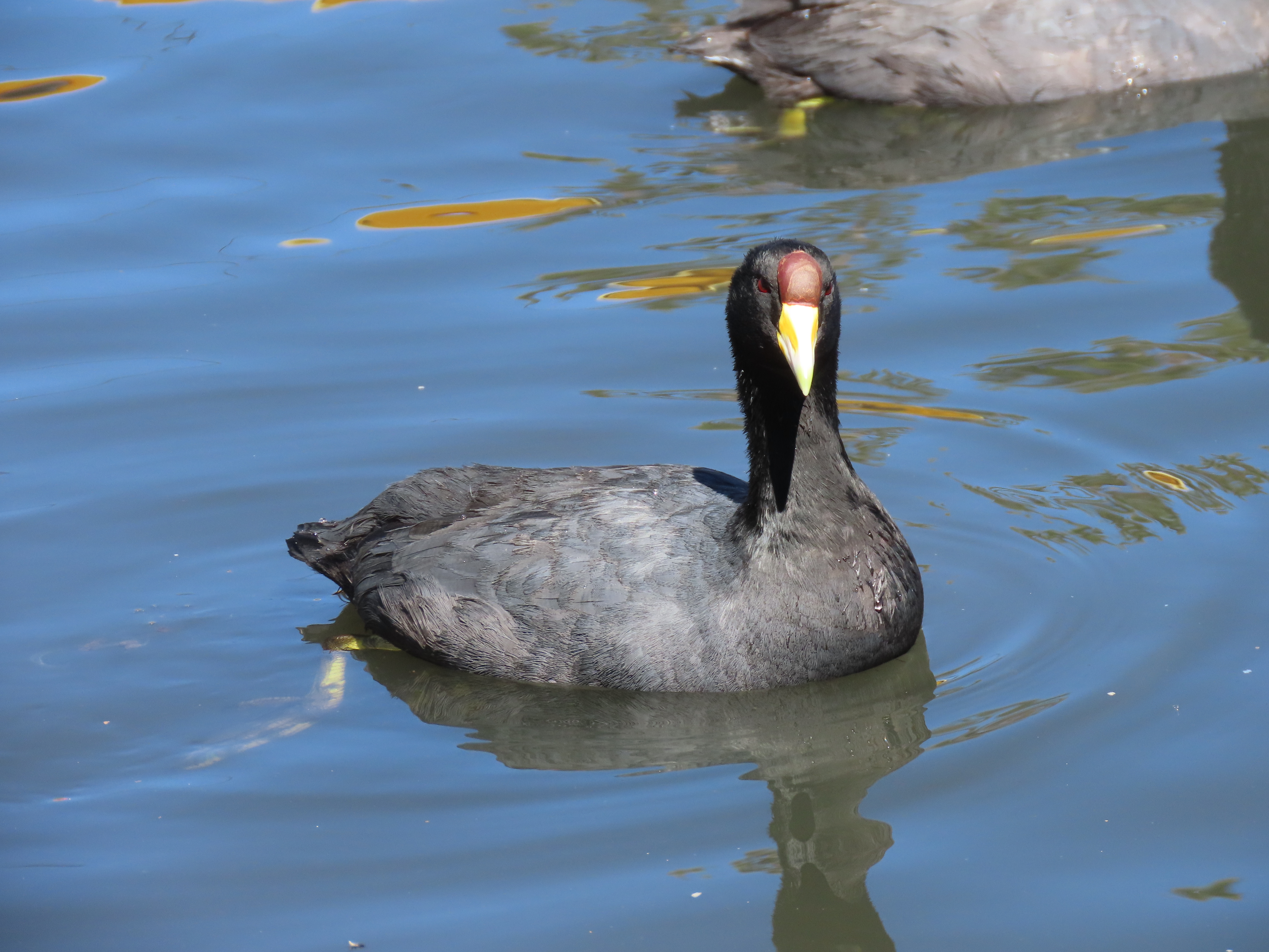Fulica ardesiaca