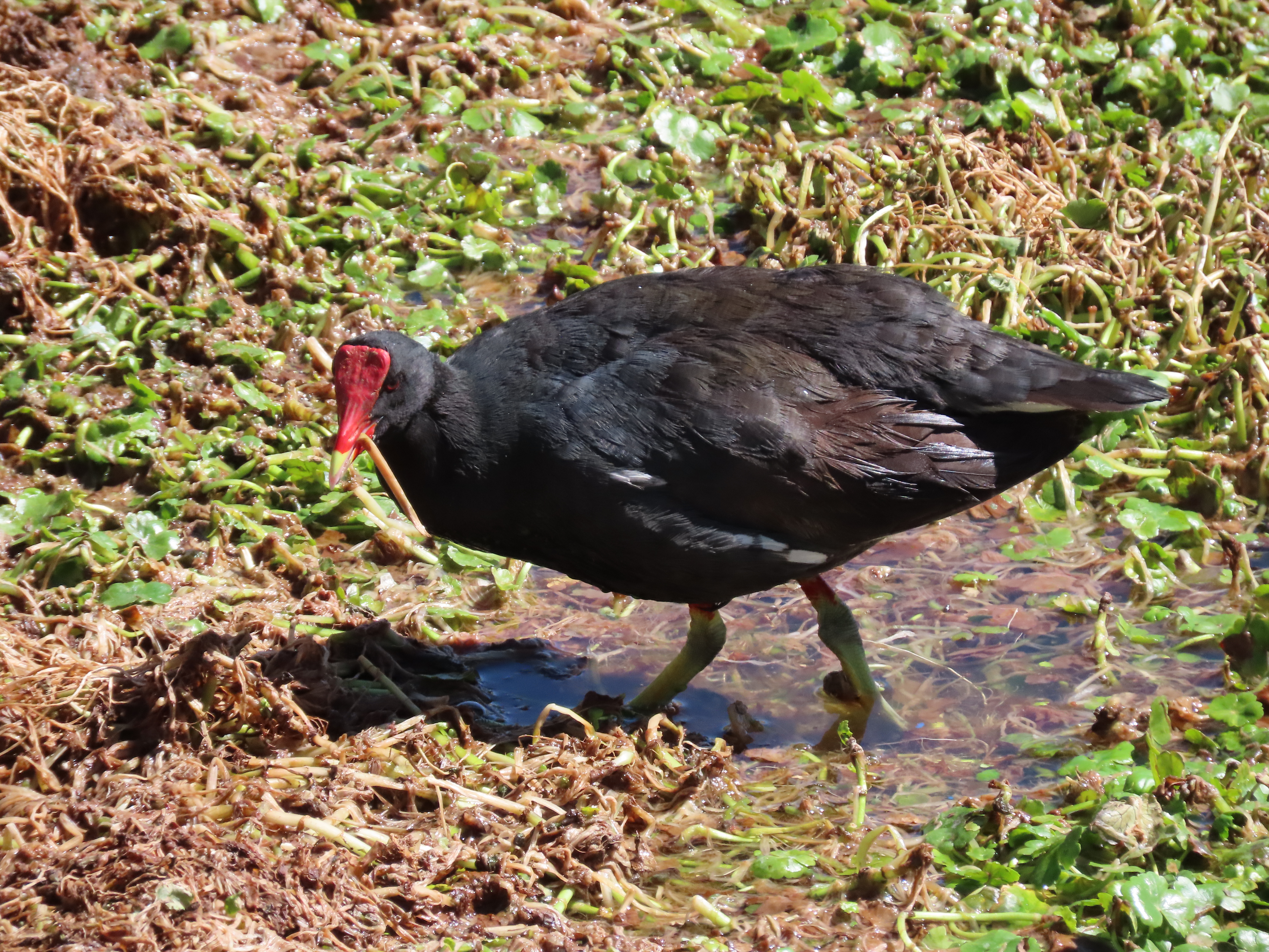 Gaviota