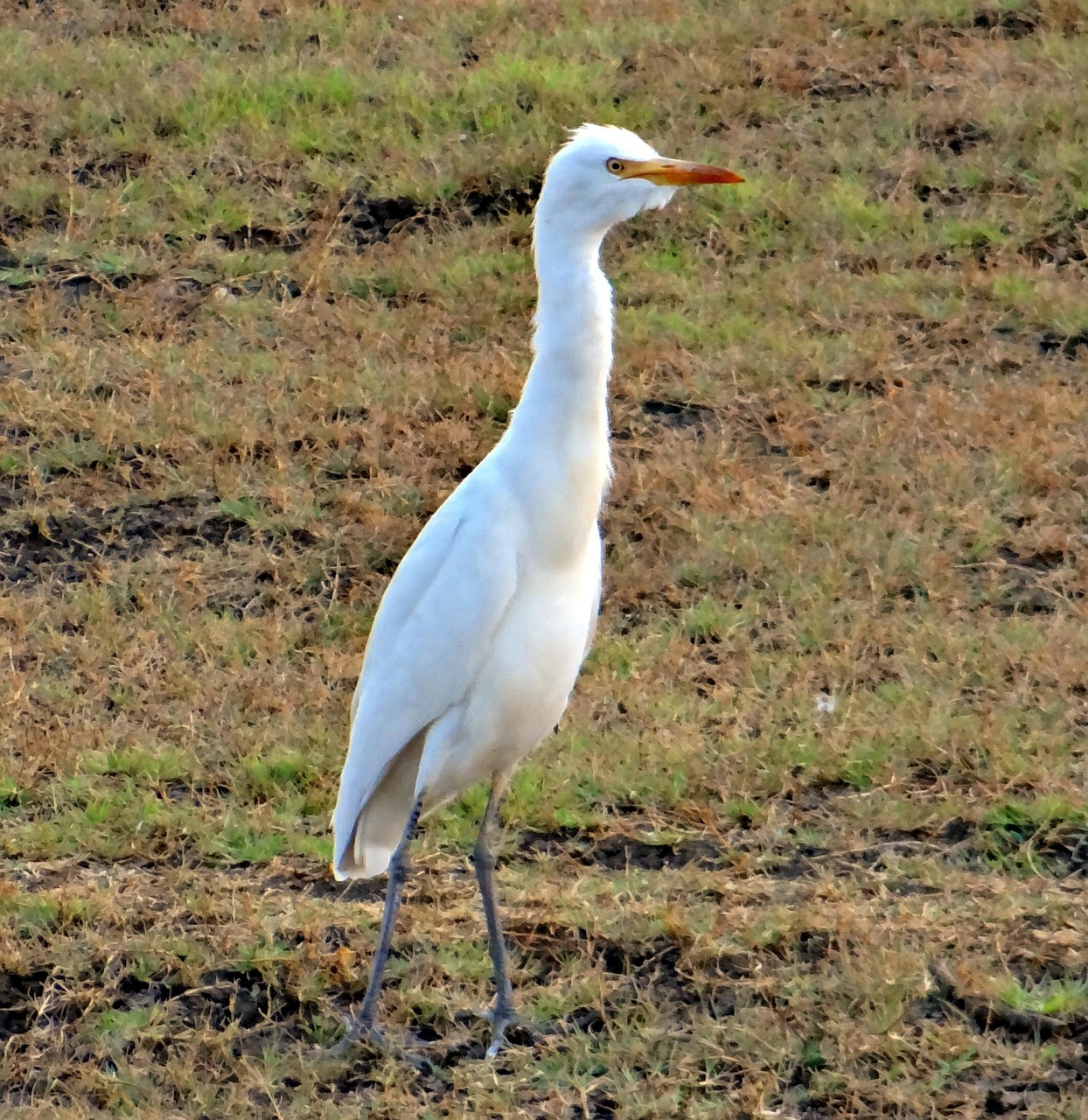 Águila Real