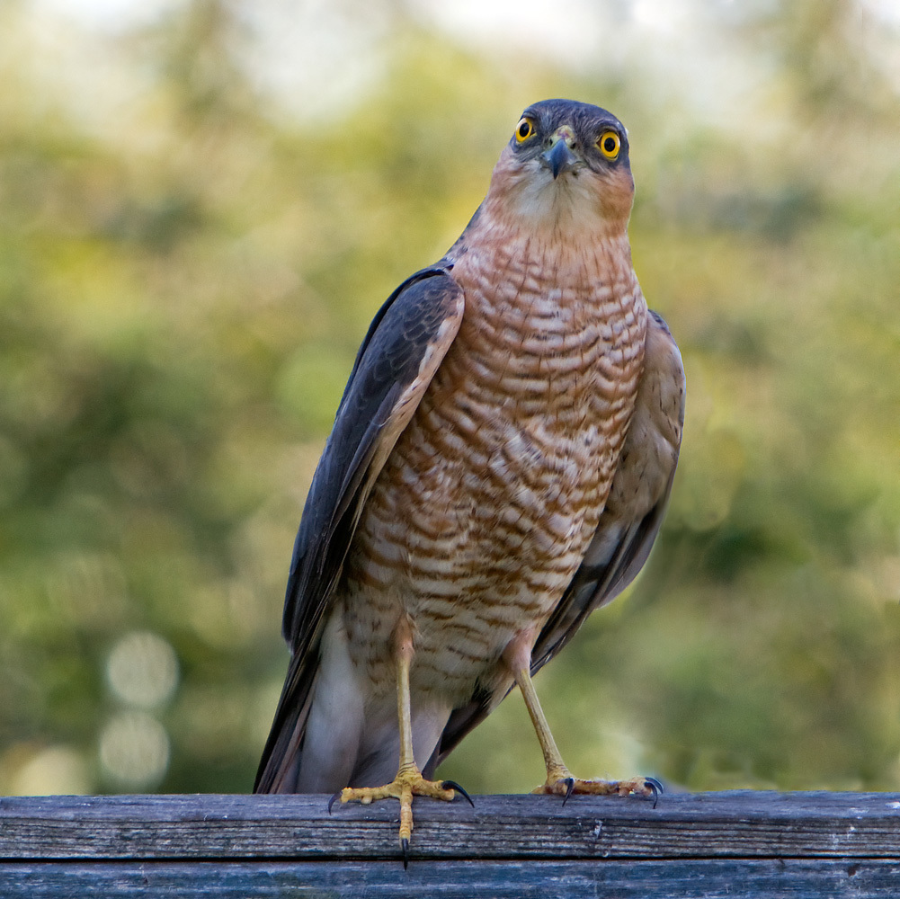 Águila Real