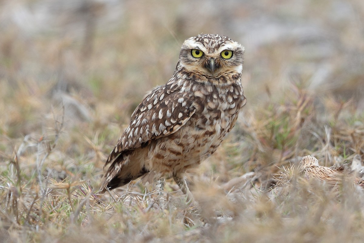 Athene cunicularia