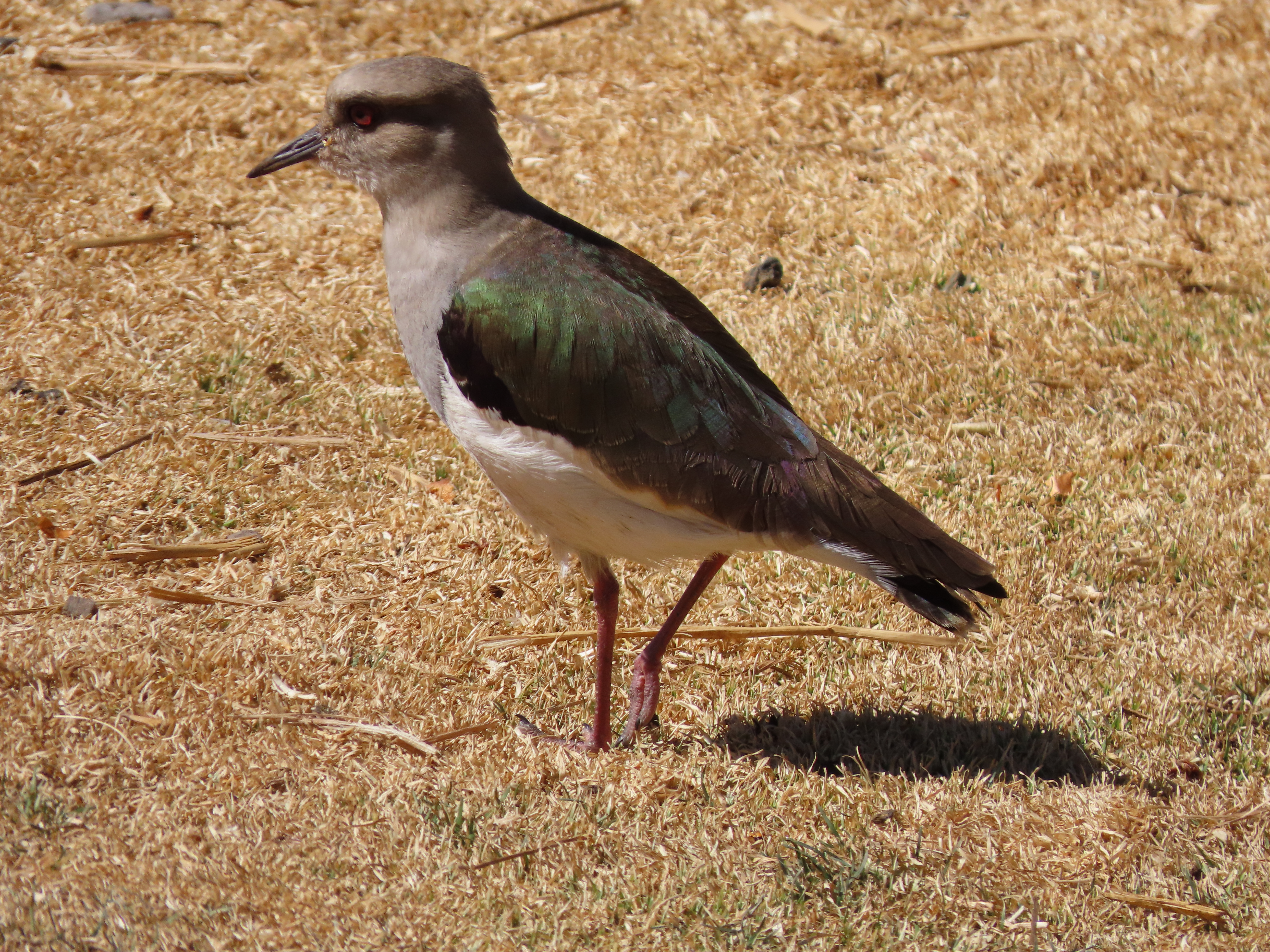 Águila Real