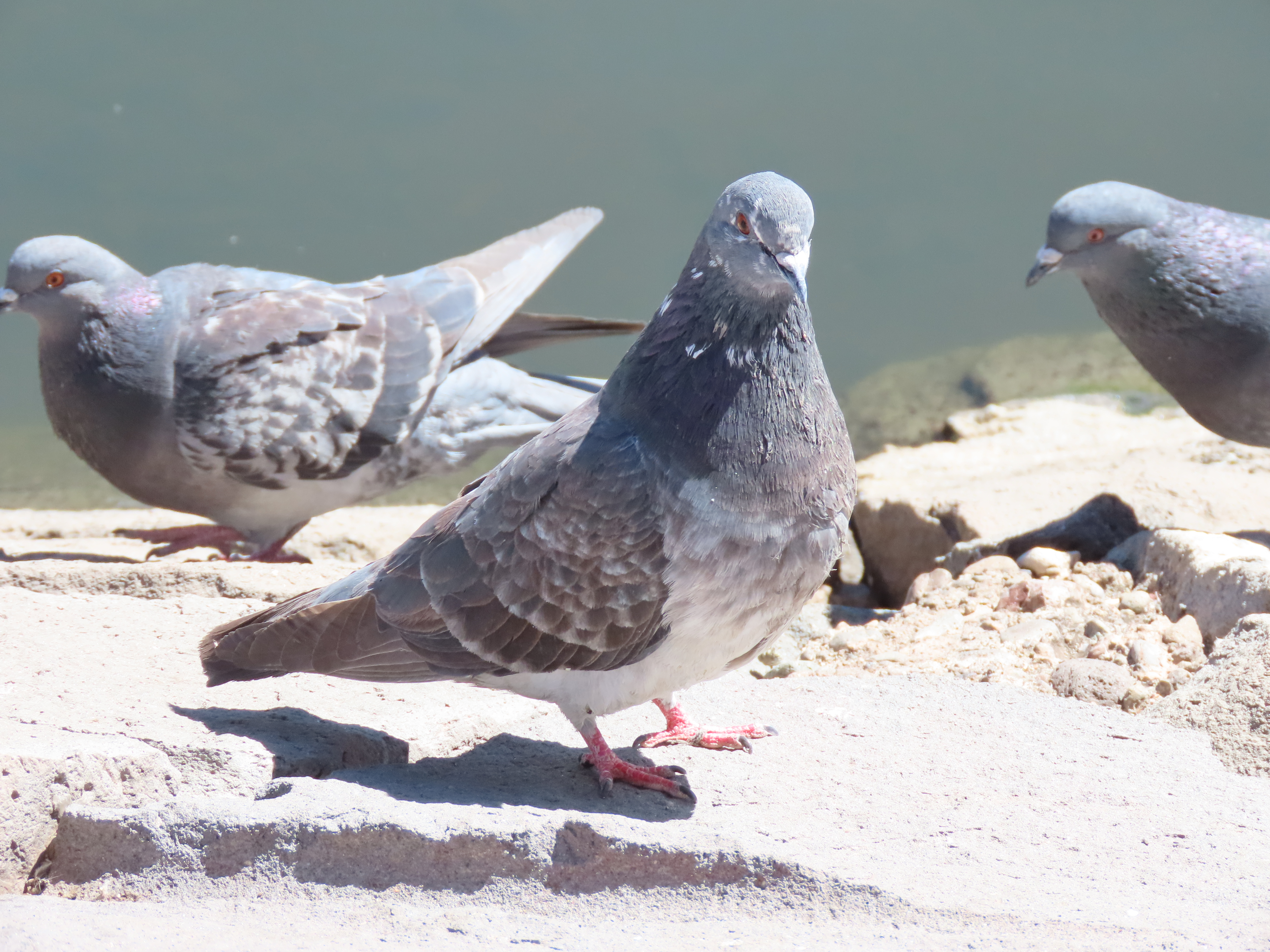 Columba livia