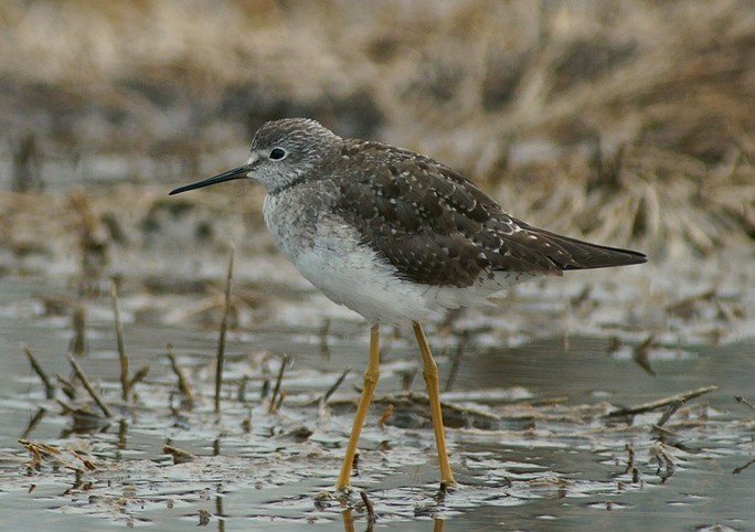 Águila Real