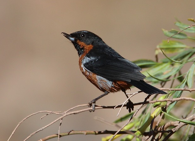 Águila Real