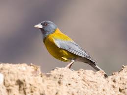 Águila Real