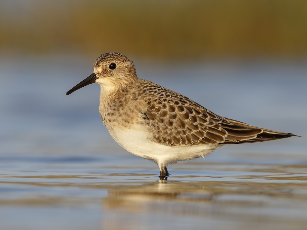Calidris bairdii