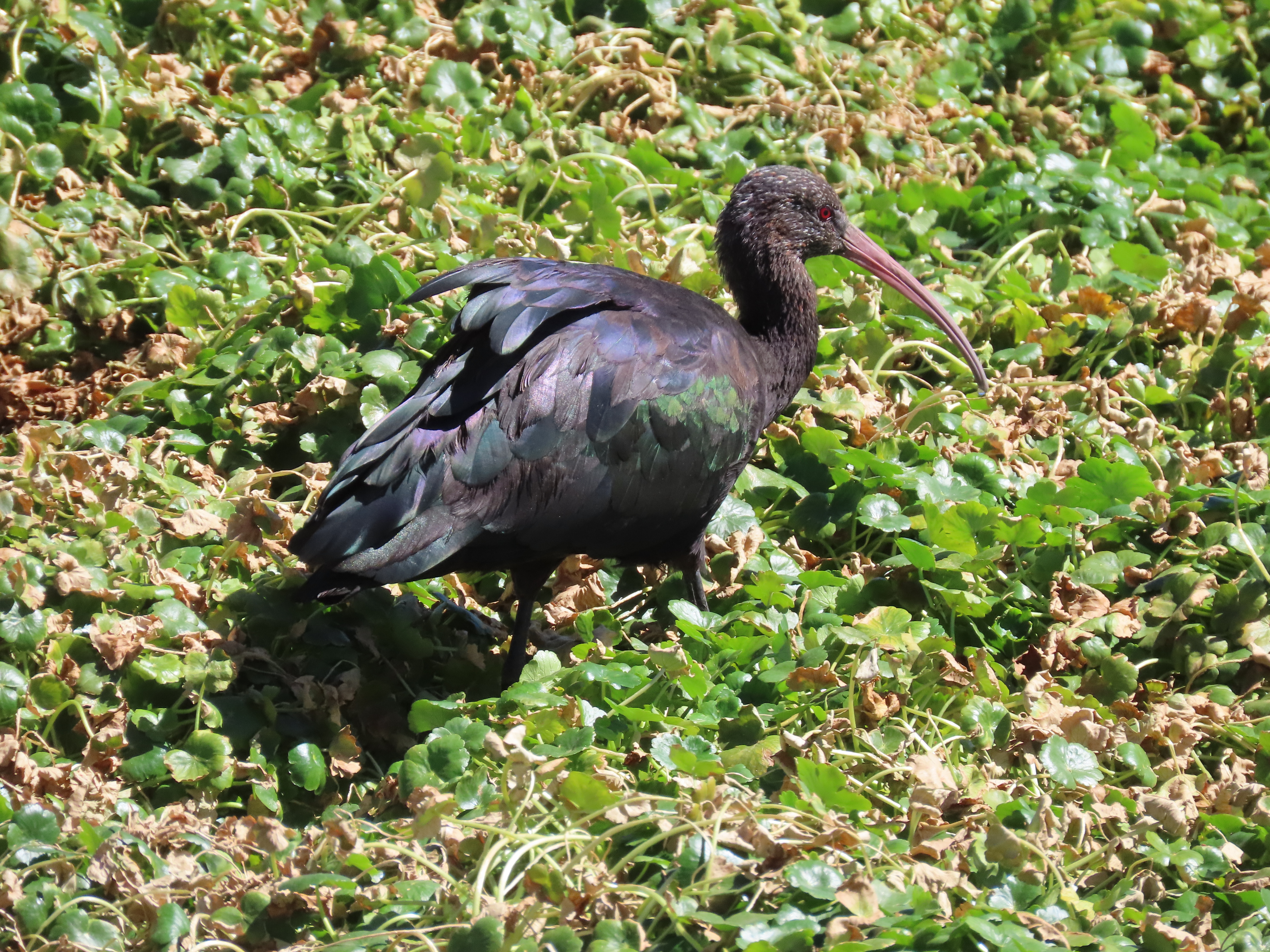 Plegadis ridgwayi