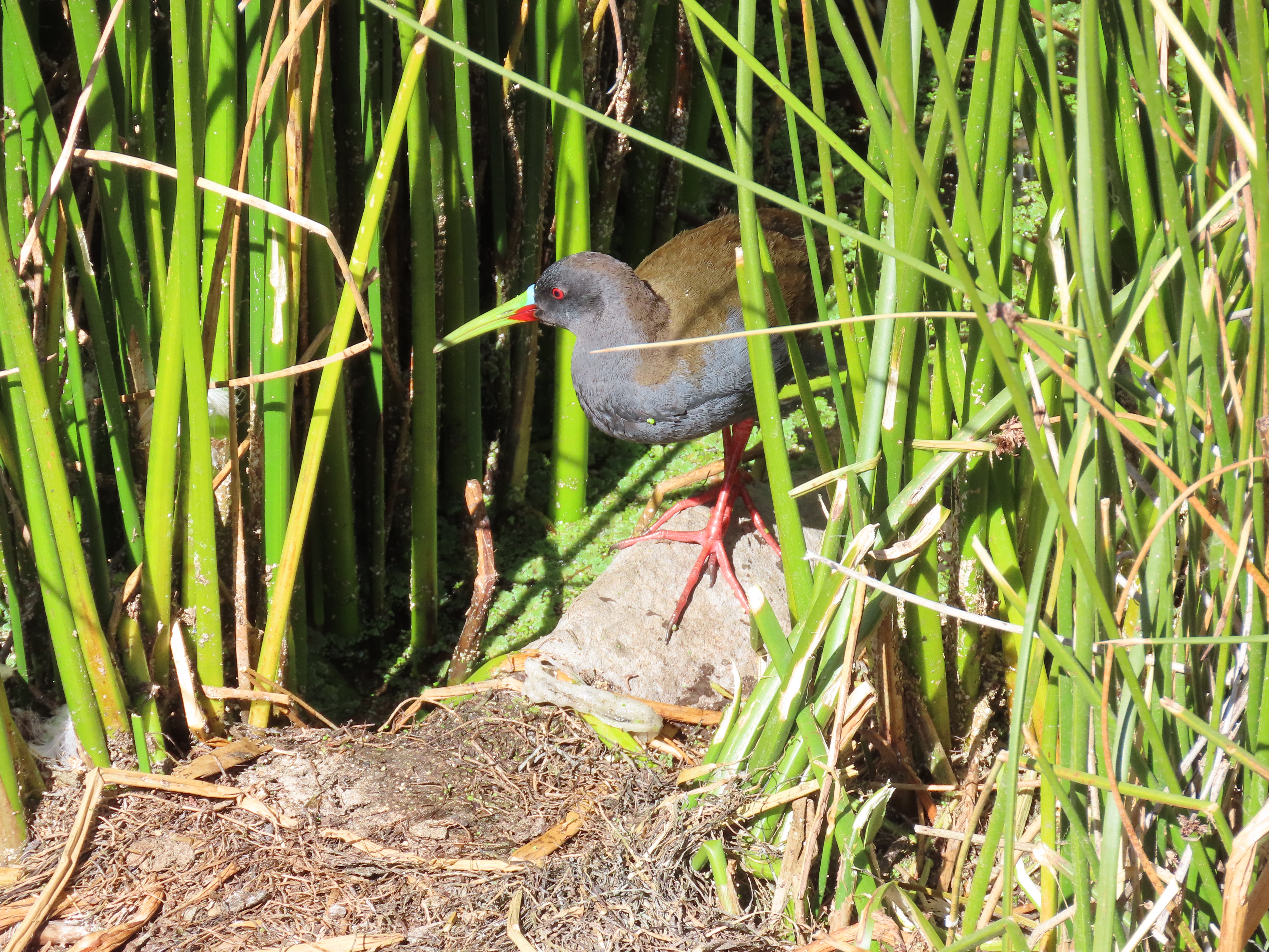 Pardirallus sanguinolentus