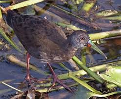 Águila Real