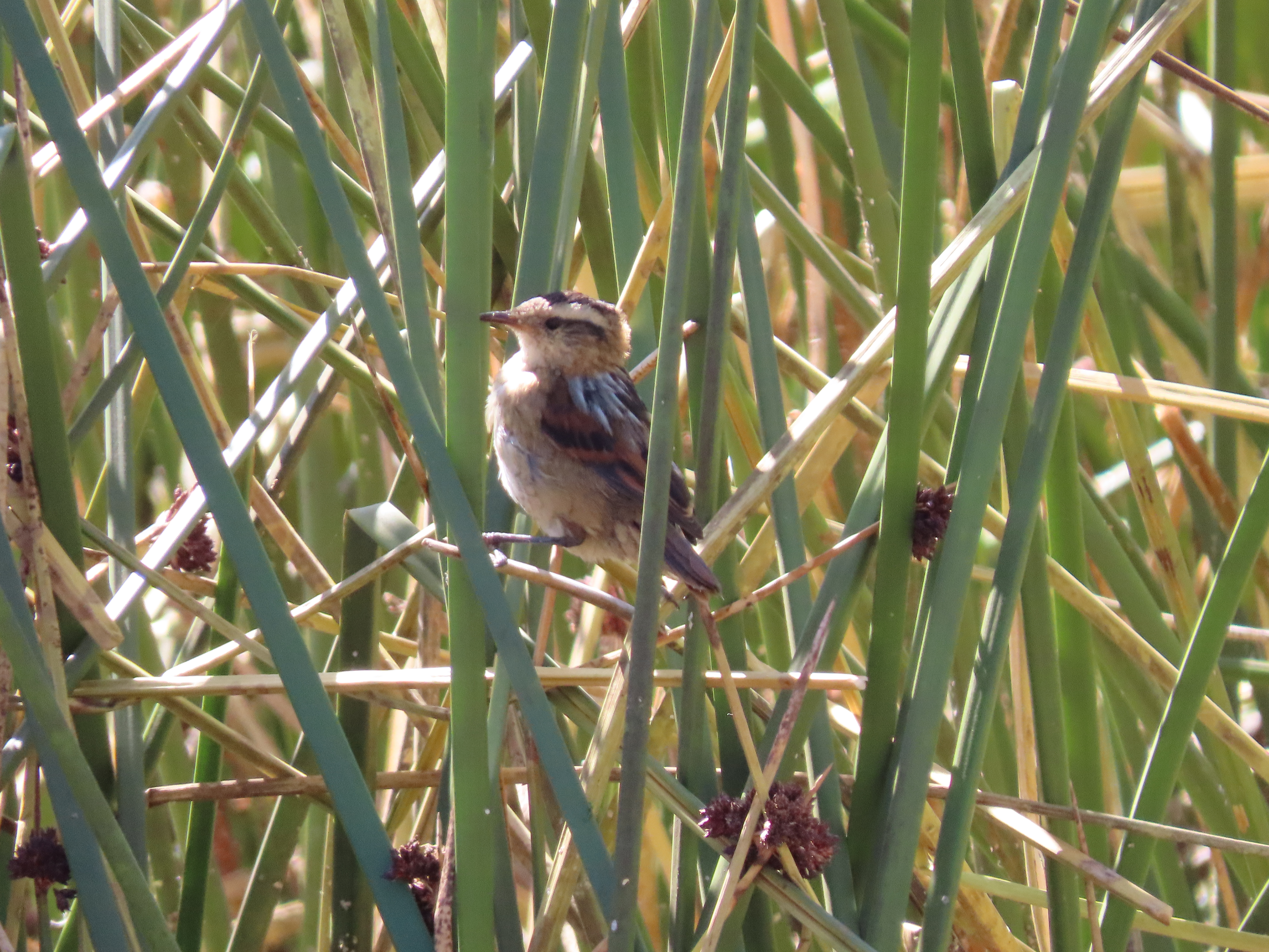 Phleocryptes melanops