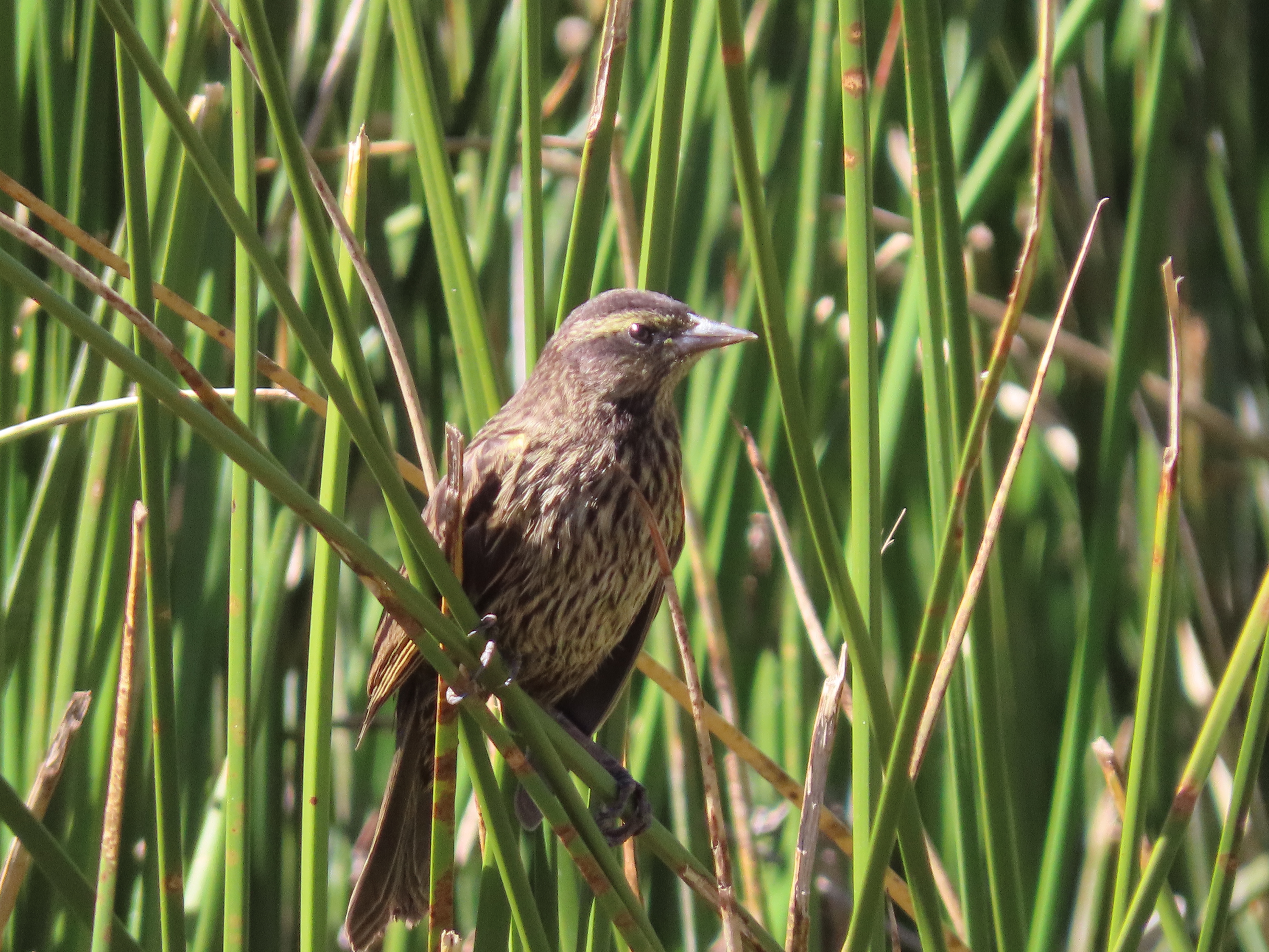 Agelasticus thilius (hembra)