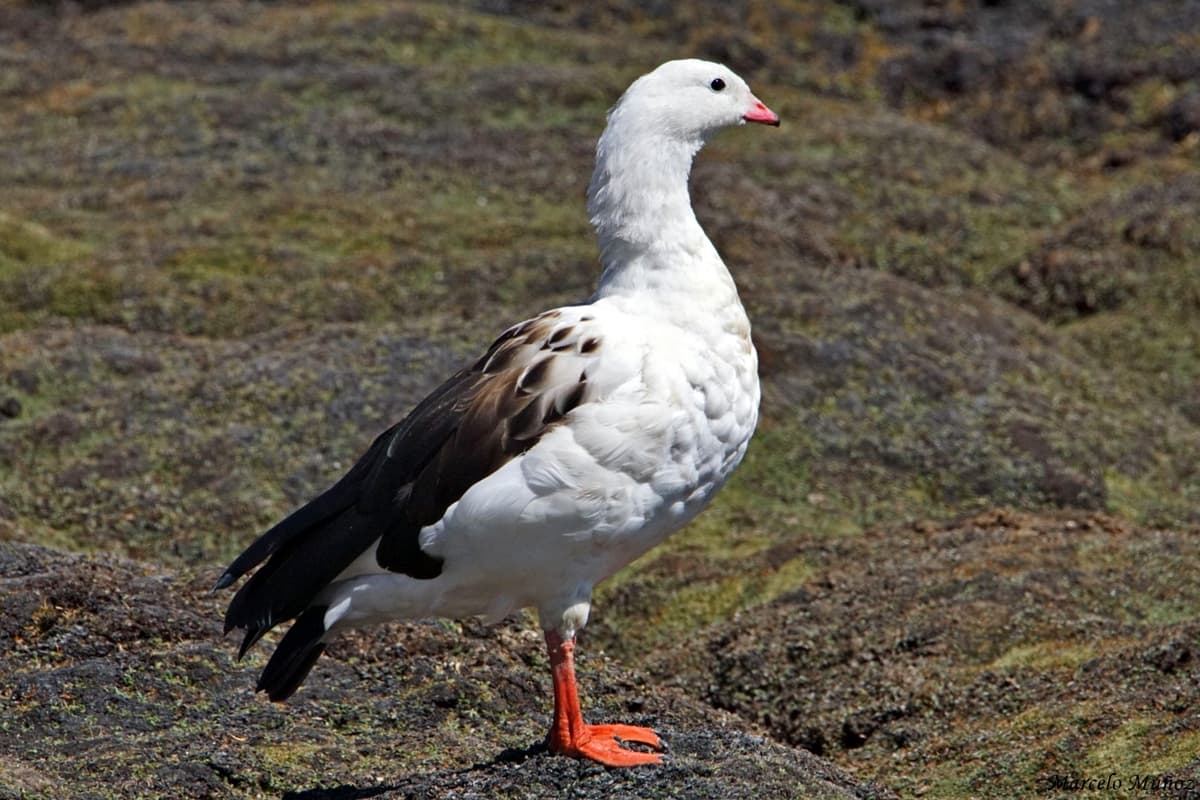 Águila Real