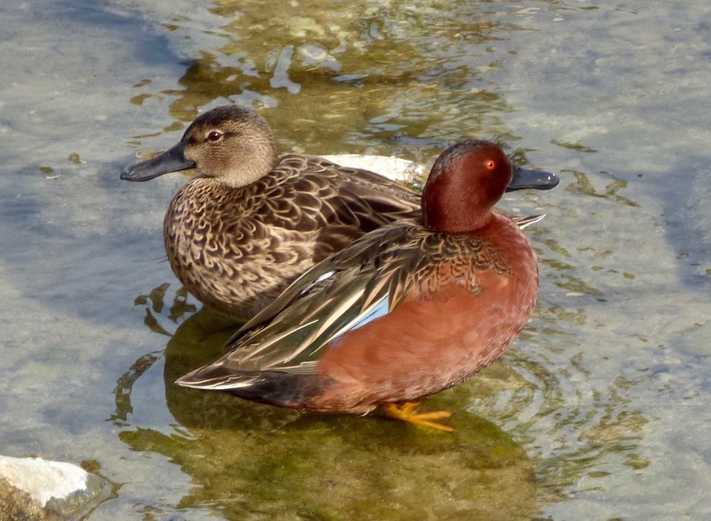 Águila Real